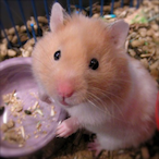 T4V.Hamster's Avatar'