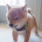 MLGBasedrop66's Avatar