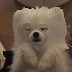 Pichubot's Avatar'