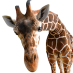 nolaughgiraffe's Avatar'