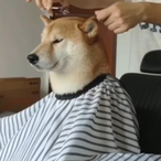 dog.haircut's Avatar'