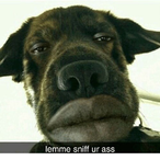 Shenaniginizer4's Avatar'
