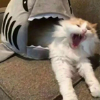 CuteCatya's Avatar'