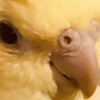 ButterBiceps's Avatar'