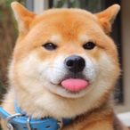 lurenxiaobai's Avatar'