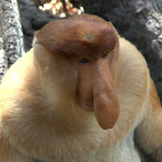 Thorfither's Avatar'