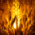 Beltcher7115's Avatar'