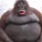 UngaBungaMonkey's Avatar'
