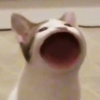 NoHandIsReal's Avatar'