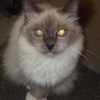 Sandrabolock's Avatar