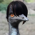 Curious.Emu's Avatar'