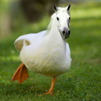 NotAchanceG's Avatar'