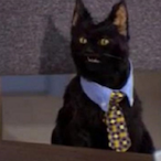SoftCat140's Avatar'