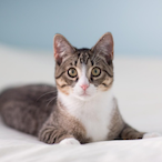 Sanguinius-04's Avatar'