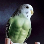 HimmetAli's Avatar'