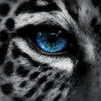Lunar_Uncia's Avatar'