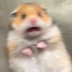 Brad_Is_Dad's Avatar'