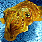 Oni_Cuttlefish's Avatar'