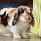 Flower_Forever's Avatar'