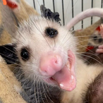 Opossum.Lover's Avatar'