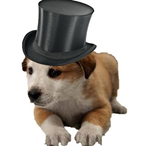 tophatpuppy's Avatar'