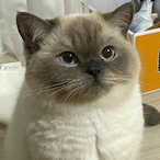 Onlyfans_K1aya's Avatar'