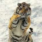 Garik38_rus's Avatar'