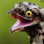 Po2SaxophonBird's Avatar'