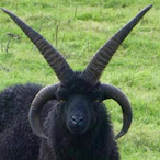 BearInjector's Avatar'