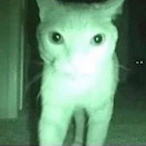 green__boi's Avatar'
