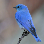 Frontierz.SM's Avatar'