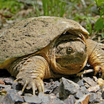 TurtelBear's Avatar'