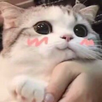 xiao-qing-qing's Avatar'