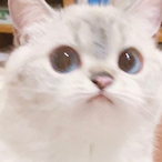 Showy.exe's Avatar'