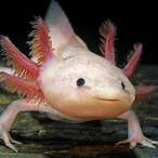 I_LOVE_AXOLOTLs's Avatar'