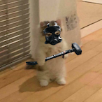 Maghrebin.'s Avatar'