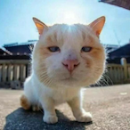 iPhone9Plus_'s Avatar'