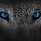 Hawk-SK's Avatar'