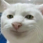 Senjars's Avatar'