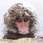 Monkey.Arms's Avatar'