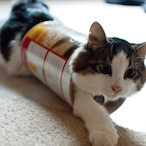 Naegato_Momos's Avatar'