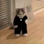 DogeTheShibaInu's Avatar'