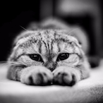 glueyaim67's Avatar'