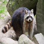 ran to larp's Avatar'