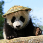 PandasWithHats's Avatar'