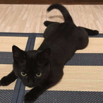 PIz spectate's Avatar'