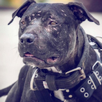 SuperSaiyan949's Avatar'