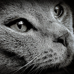 ez win igg's Avatar'