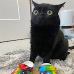 Plumpkins4Lyfe's Avatar'