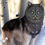 Wolfboi.'s Avatar'